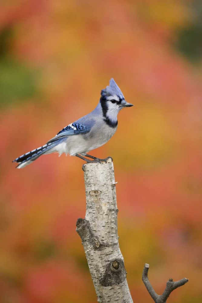 Canada, Quebec Blue jay perched on stump art print by Gilles Delisle for $57.95 CAD